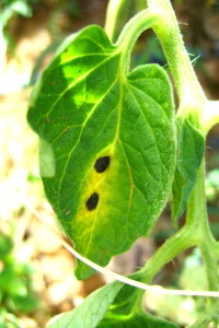 Alternaria en tomate