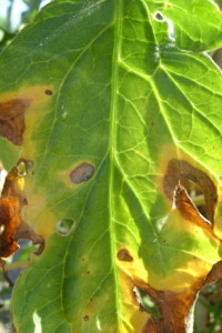 Alternaria en tomate