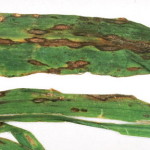 Antracnosis en maíz