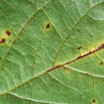 Antracnosis en judía