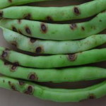 Antracnosis en judía