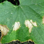 Antracnosis en pepino