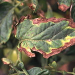 Bacteria Clavibacter michiganensis en tomate