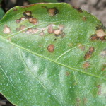 Bacteria Pseudomonas syringae en pimiento