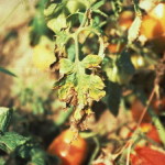 Bacteria Xanthomonas campestris en tomate