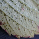 Bacteria Xanthomonas fragariae en fresa