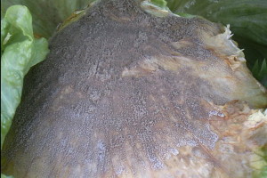 Botryitis en lechuga