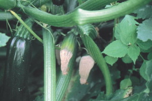 Botrytis en calabacín