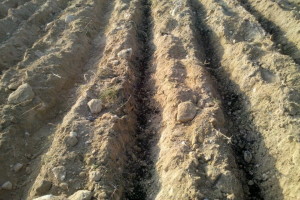 Fertilizante orgánico 3