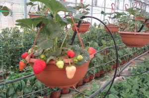 Fresón con gotero de lanceta