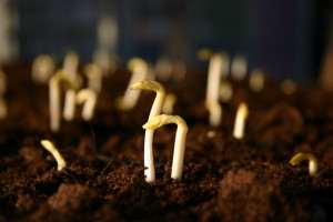 Guisantes germinando 2