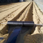 Huerto Acolchado en surco alto 1