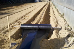 Huerto Acolchado en surco alto 1