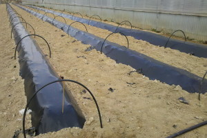 Huerto Acolchado en surco alto 2