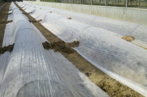 Huerto Acolchado en surco alto 3