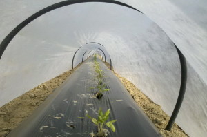 Huerto Acolchado en surco alto 4