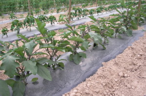 Huerto Berenjena en acolchado