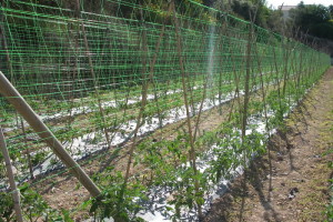 Huerto Entutorado con malla