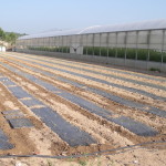 Huerto con acolchado plano