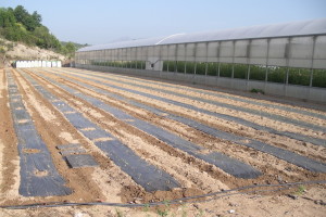 Huerto con acolchado plano