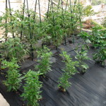 Huerto con acolchado total