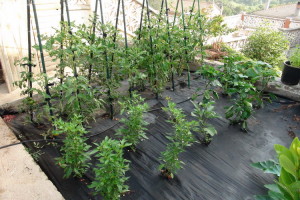 Huerto familiar 30 días