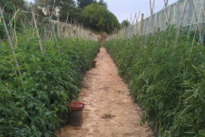 Huerto tomates 2