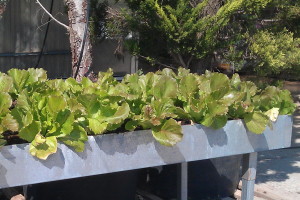 Mesa de cultivo con lechugas