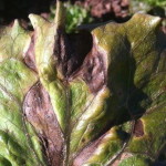 Mildiu en lechuga