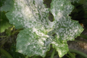 Oídio en pepino