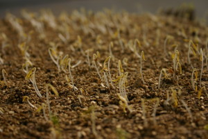 Pimiento germinando 2