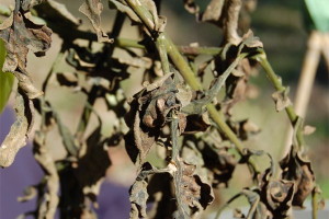Planta de tomate congelada