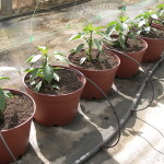 Plantación pimiento en maceta 2