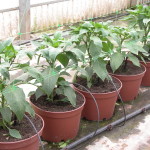 Plantación pimiento en maceta 3