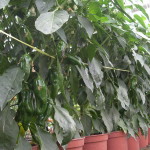 Plantación pimiento en maceta 5