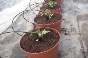 Plantación tomate en maceta 1
