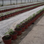 Plantación tomate en maceta 2