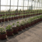 Plantación tomate en maceta 3
