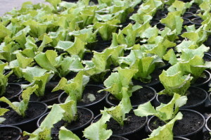 Plantel de lechuga