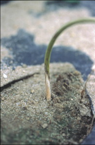 Rhizoctonia