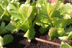 Riego Manguera de goteo en lechuga