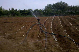 Riego por aspersión