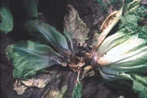 Sclerotinia sclerotiorum