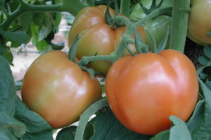 Tomate en producción 1