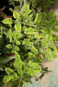 Virus de la cuchara del tomate