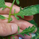 Virus de la mancha anular del tomate 2