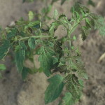 Virus del bronceado del tomate