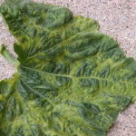 Virus del mosaico del pepino