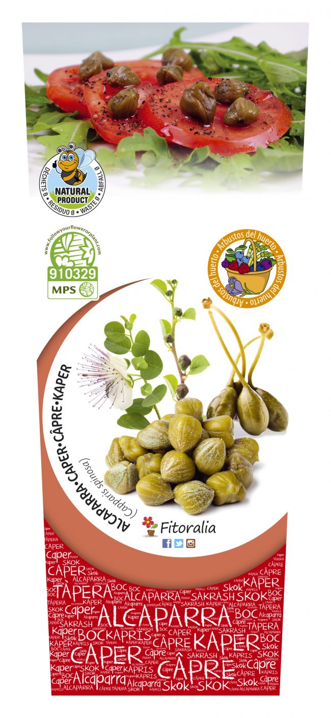 Alcaparra 2l Capparis spinosa