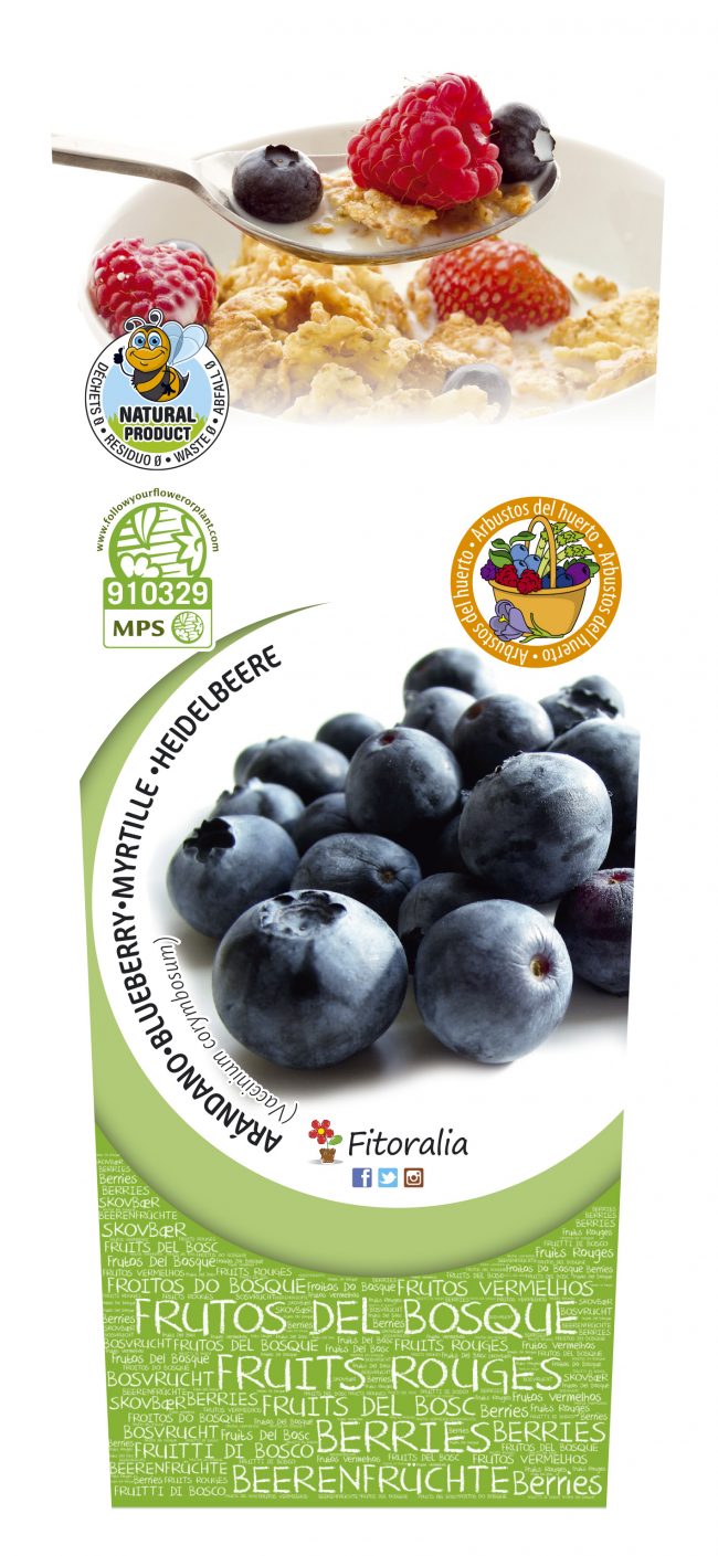 Arándano 2l Vaccinium corymbosum